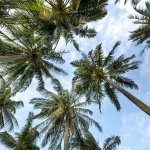 גיזום דקלים