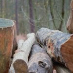 גיזום עצים תל אביב גיזום עצים תל אביב